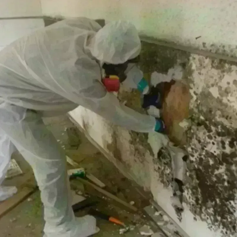 Mold Remediation and Removal in Reform, AL